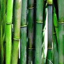 Parawan 'Bambus' (Rozmiar: 145 x 170 cm)